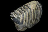 Fossil Southern Mammoth Molar #87482-2